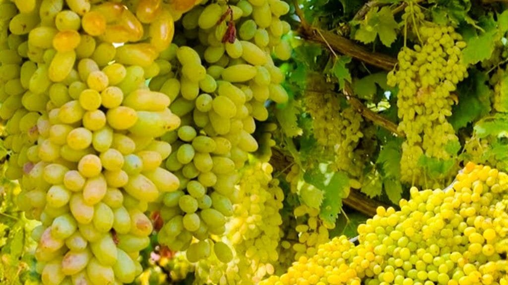 আফগানিস্তানের কুন্দুজে আঙ্গুরের বাম্পার ফলন