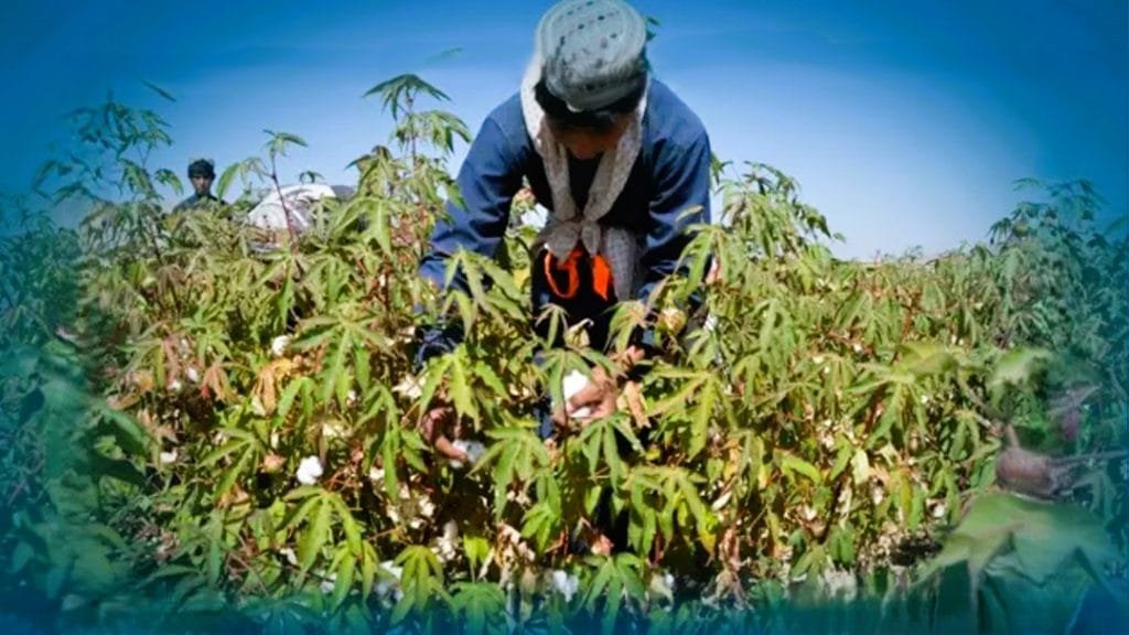 তুলা চাষে নতুন সম্ভাবনা দেখছেন আফগানিস্তানের কৃষকরা 